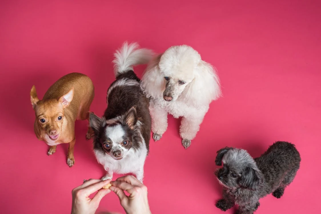 Discover key strategies to build a trusted dog food brand. Learn how effective branding ensures quality and safety in the pet industry!