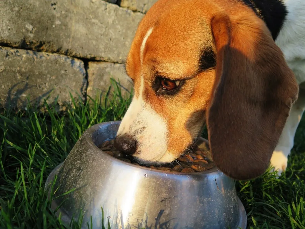 Maintaining trust in the dog food industry requires continuous effort and adaptation. As market conditions, consumer preferences, and technologies evolve, so too must brand strategies. Effective monitoring and timely adaptation are essential to sustain trust and ensure long-term success.