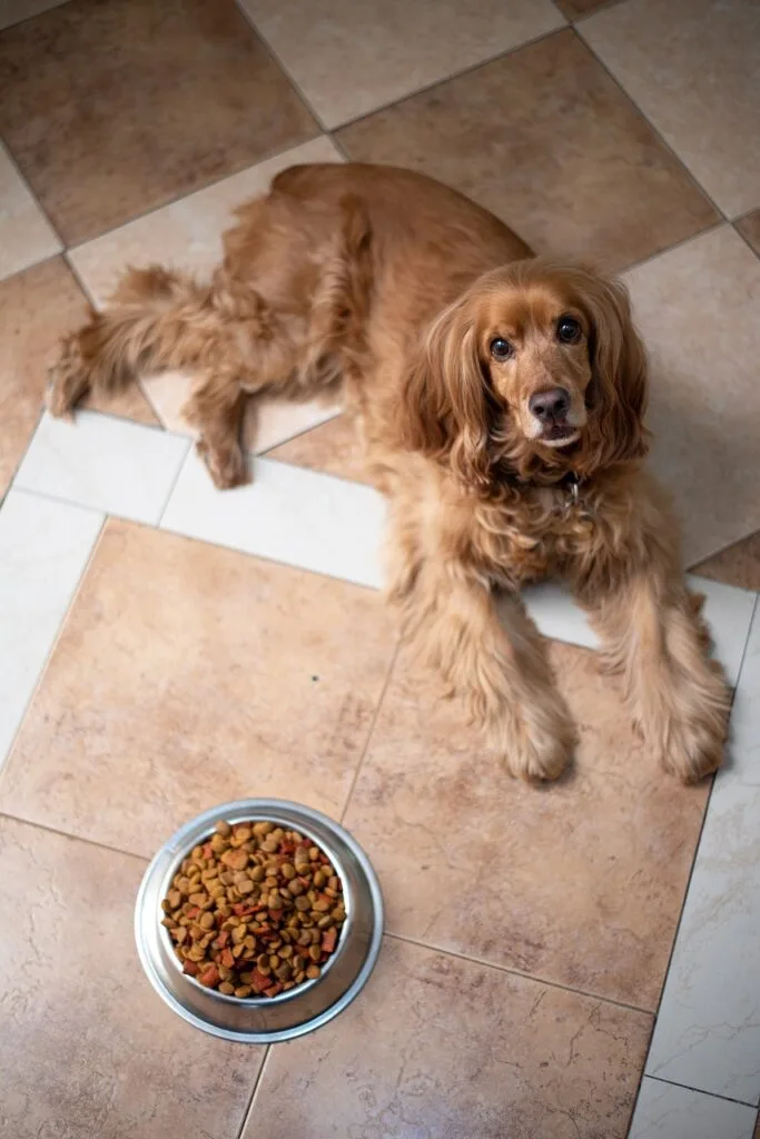 Understanding your audience is crucial in any industry, but in the pet industry, where emotional connections run particularly deep, it is essential. Leveraging consumer insights not only helps tailor your branding efforts to meet the specific needs and desires of your customers but also builds a deeper level of trust by showing that you listen and respond to their concerns.