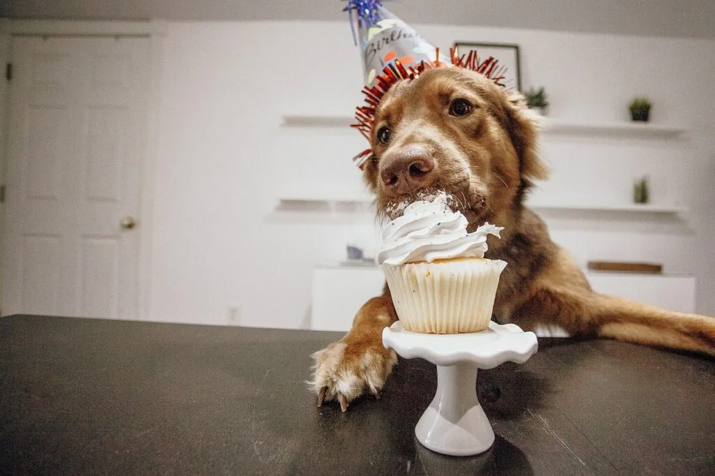 In the ever-evolving landscape of the pet industry, innovative marketing strategies can play a pivotal role in shaping a dog food brand's image and building trust among consumers. These strategies go beyond traditional advertising, embracing modern technologies and trends to connect with pet owners in meaningful and engaging ways.