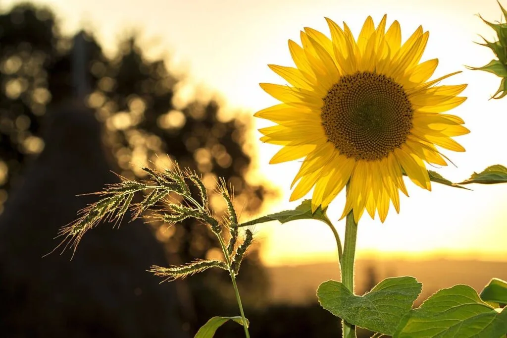 Heat up your summer sales with hot marketing ideas. Explore creative strategies to attract customers and boost your business.