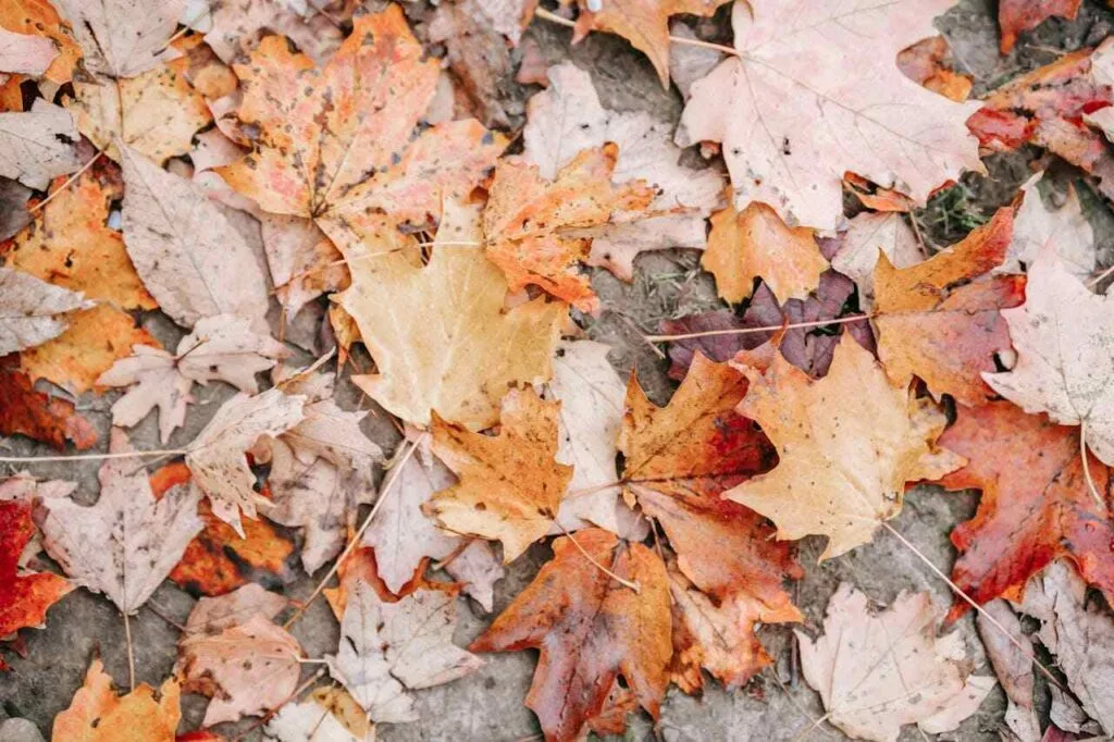 Boost your business with autumnal marketing ideas for October. Discover creative strategies to engage customers and drive seasonal sales.